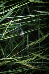dragonfly on grass