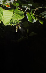 green leaf with water drops