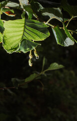 rain drops on leaf