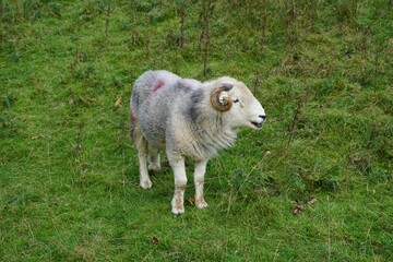 Obraz premium Sheep with Curled Horns on Grassy Field