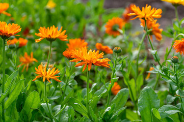 Bright orange calendula flowers blooming in a garden