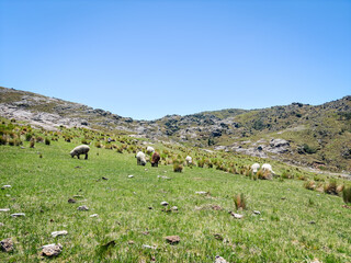 Grazing sheep in wide highland valley