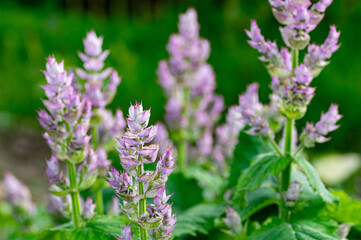 Close-up of Salvia sclarea in full bloom, featuring soft lavender petals and textured leaves
