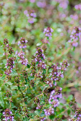 thyme flower macro, purple blossom, herbal plant