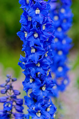 delphinium flower spike closeup, blue bloom, summer garden