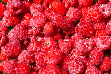 fresh, ripe raspberries showcases their vibrant red color and detailed texture under bright natural...