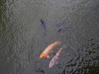 池を泳ぐ五匹の鯉