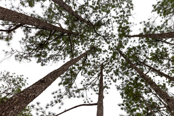 Pine trees in the forest on a white background, top view