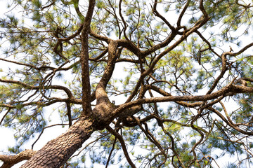 Pine tree branches against blue sky background. Pine tree branch with green leaves