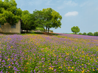 Wuhan Hua Bo Hui Scenic Spot Spring Scenery