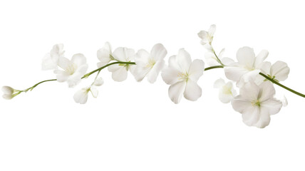 Fototapeta premium Branch of white lilac flowers with fresh green leaves isolated on white background