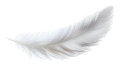 Obraz premium Elegant white feather with soft delicate texture isolated on white background