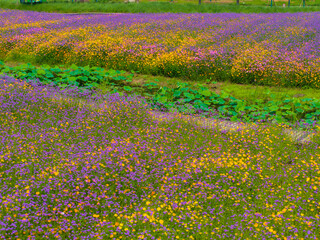 Wuhan Hua Bo Hui Scenic Spot Spring Scenery