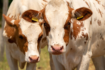 Two white brown cows on a field during a hot summer's day. Lots of flies around nose and eyes of the cows.