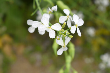 Beautiful white Radish Flower. Radish flower bloom. Closeup radish flower with green leaves in the spring, also known by its common name Virginia stock. Radish flower blooming in nature