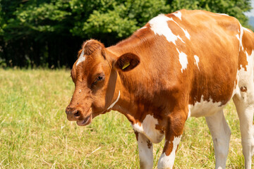 Brown white cow on a meadow during a hot summer's day..