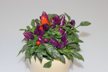 Chili peppers in a pot on a white background, close-up