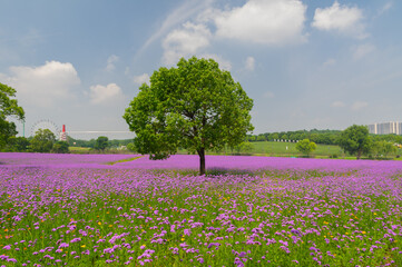 Wuhan Hua Bo Hui Scenic Spot Spring Scenery