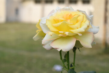 Beautiful yellow rose flower closeup in garden, A very beautiful rose flower bloomed on the rose tree, Rose flower, bloom flowers, Natural spring flower, Nature floral background,