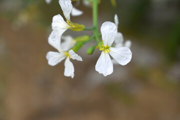 Beautiful white Radish Flower. Radish flower bloom. Closeup radish flower with green leaves in the spring, also known by its common name Virginia stock. Radish flower blooming in nature