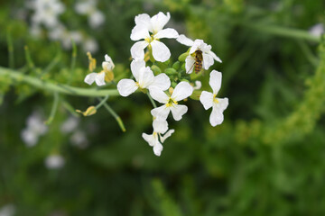 Beautiful white Radish Flower. Radish flower bloom. Closeup radish flower with green leaves in the spring, also known by its common name Virginia stock. Radish flower blooming in nature