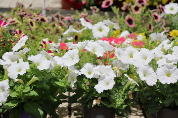 beautiful flowers in the garden.Petunia flowers in the garden. Petunia flowers in the garden.