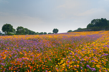Wuhan Hua Bo Hui Scenic Spot Spring Scenery