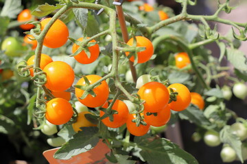 Ripe tomatoes on a branch in the garden, close-up