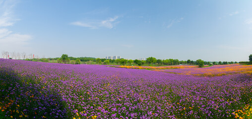 Wuhan Hua Bo Hui Scenic Spot Spring Scenery