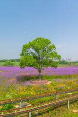 Wuhan Hua Bo Hui Scenic Spot Spring Scenery