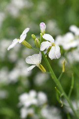 Beautiful white Radish Flower. Radish flower bloom. Closeup radish flower with green leaves in the spring, also known by its common name Virginia stock. Radish flower blooming in nature