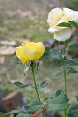 Obraz premium Beautiful yellow rose flower closeup in garden, A very beautiful rose flower bloomed on the rose tree, Rose flower, bloom flowers, Natural spring flower, Nature floral background,