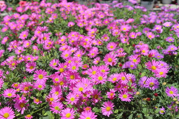 pink flowers in the garden.Pink chrysanthemum flowers in the garden, Thailand.