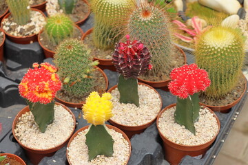 Fototapeta premium cactus in flower pot.beautiful cactus in the garden.Cactus in the pot, Cactus in the pot, Cactus in the pot
