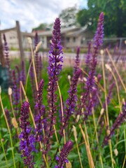 Close-up of fragrant Nepeta bush with vibrant purple flowers and lush green foliage. Natural lighting highlights delicate petals and textured leaves. Ideal for garden, nature, floral, and aromatic 