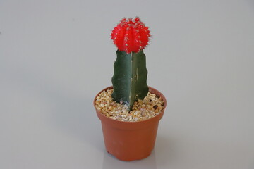 Cactus in a pot on white background. ( Gymnocalycium)