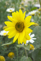 Closeup of a sunflower growing in a field of sunflowers during a nice sunny summer day, Sunflower natural background. flower blooming, Beautiful field of blooming sunflowers, Chakwal, Punjab, Pakistan