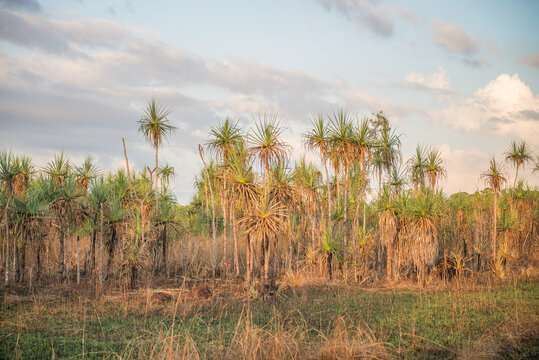 Bush out the back of Darwin