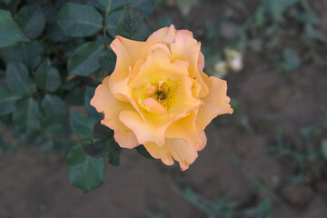 Beautiful orange rose flower closeup in garden, A very beautiful orange rose flower bloomed on the rose tree, Rose flower closeup, bloom flowers, Natural spring flower, Natural floral background,