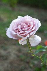 Beautiful lady pink rose flower closeup in garden, A very beautiful lady pink rose flower bloomed on the rose tree, Rose flower closeup, bloom flowers, Natural spring flower, Natural floral background
