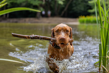 a wirehaired vizsla swimming