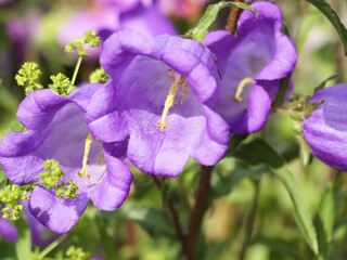 Beautiful vivid purple spring flower bush of campanula or bellflowers	