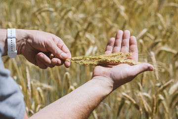 Close-up of male hands gently holding ripe wheat ears in a golden field during harvest season. Concept sustainable farming and traditional agriculture.