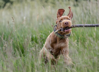 a wirehaired vizsla running in forest