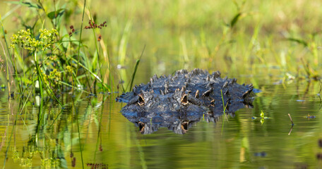 An American Alligator still in the water pointed in the direction of the camera