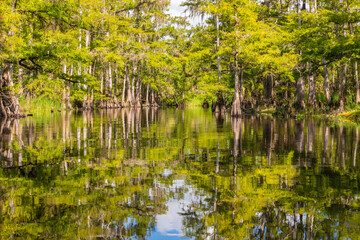 Obraz premium A green landscape in the swamp as the vegetation is reflected in the calm water of the river