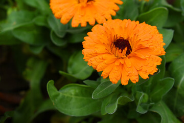 Calendula officinalis flower, orange calendula flower closeup, calendula, calendula flower, flowers, orange flowers