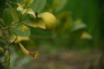 unripe green oranges on tree, close-up of a beautiful orange tree with green oranges, fruit hanging on a tree, Close-up of unripe oranges hanging on a tree, Chakwal, Punjab, Pakistan