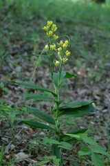 山野草の王様