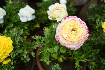 Beautiful pink white ranunculus flowers growing in an outdoor flower garden. ranunculus flower closeup, pink white blooming flower, rose flower